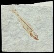 Bargain, Cretaceous Fossil Fish - Lebanon #70012-1